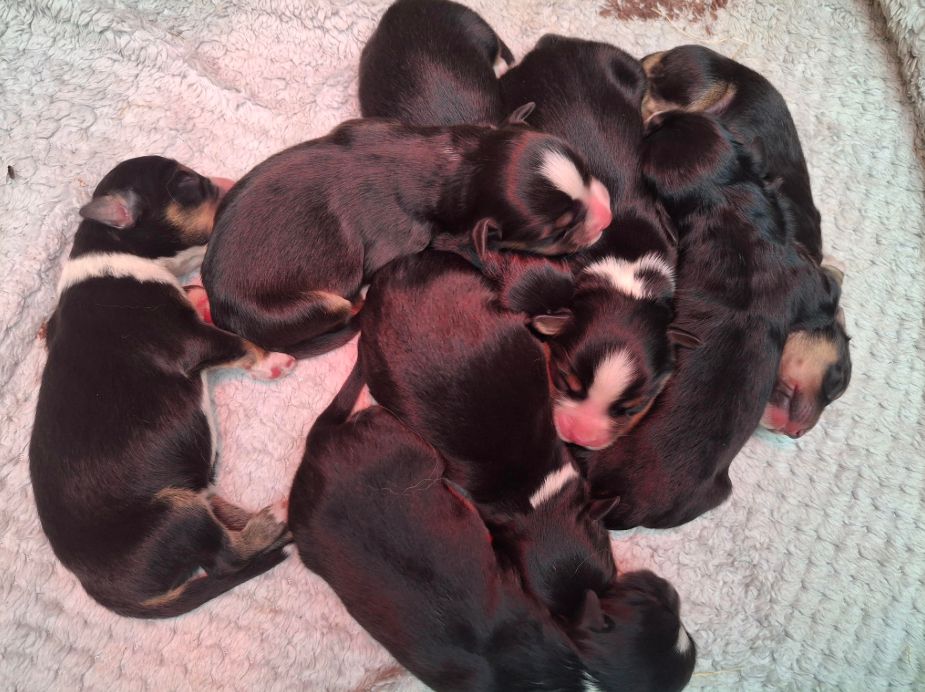 Naissance de nos chiots