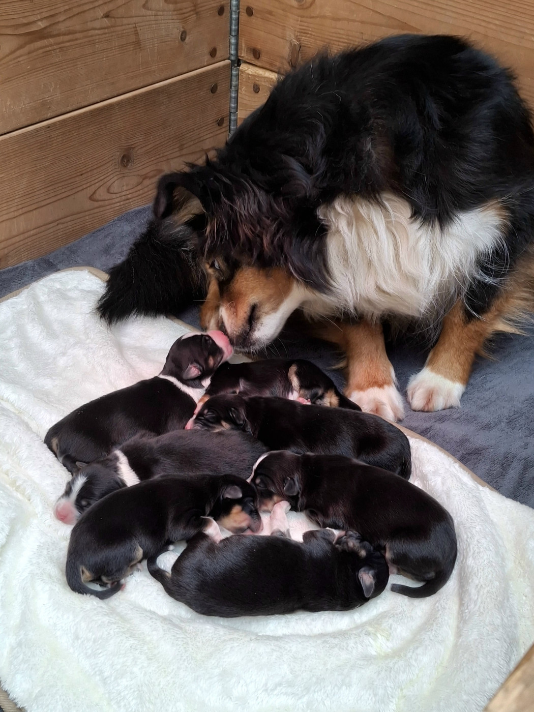 Chiot Berger Américain Miniature  Delsass