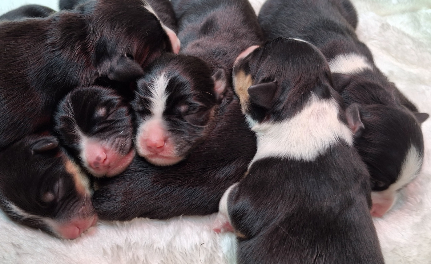 Delsass - Chiots disponibles - Berger Américain Miniature 