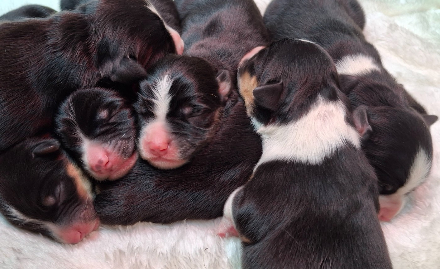 Delsass - Chiots disponibles - Berger Américain Miniature 