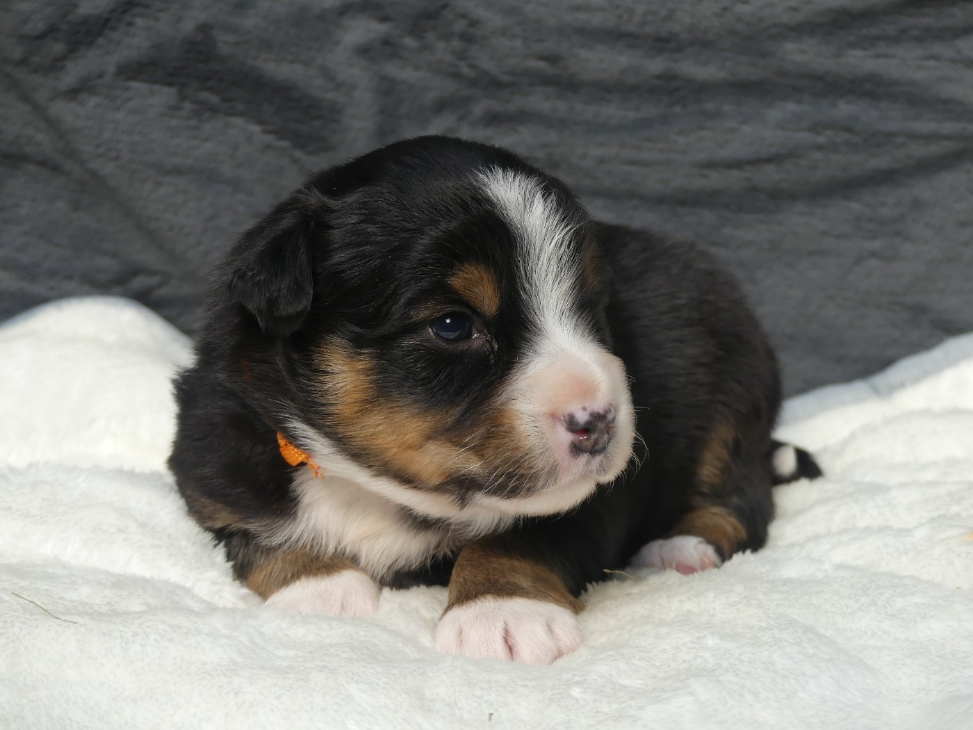 Delsass - Chiots disponibles - Berger Américain Miniature 