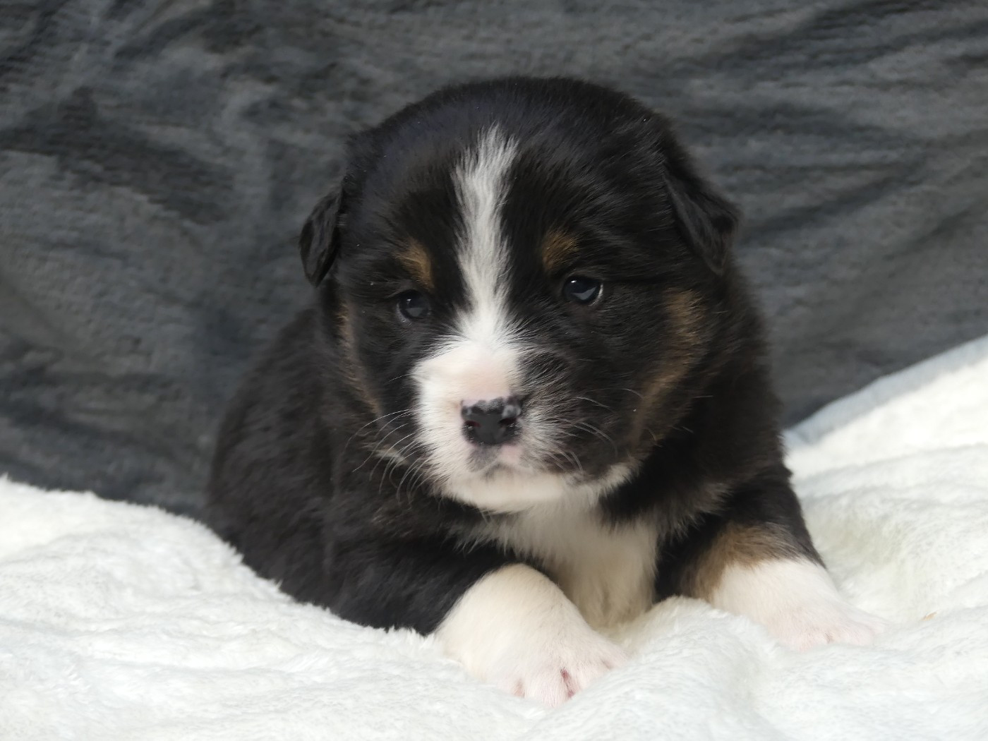 Delsass - Chiots disponibles - Berger Américain Miniature 