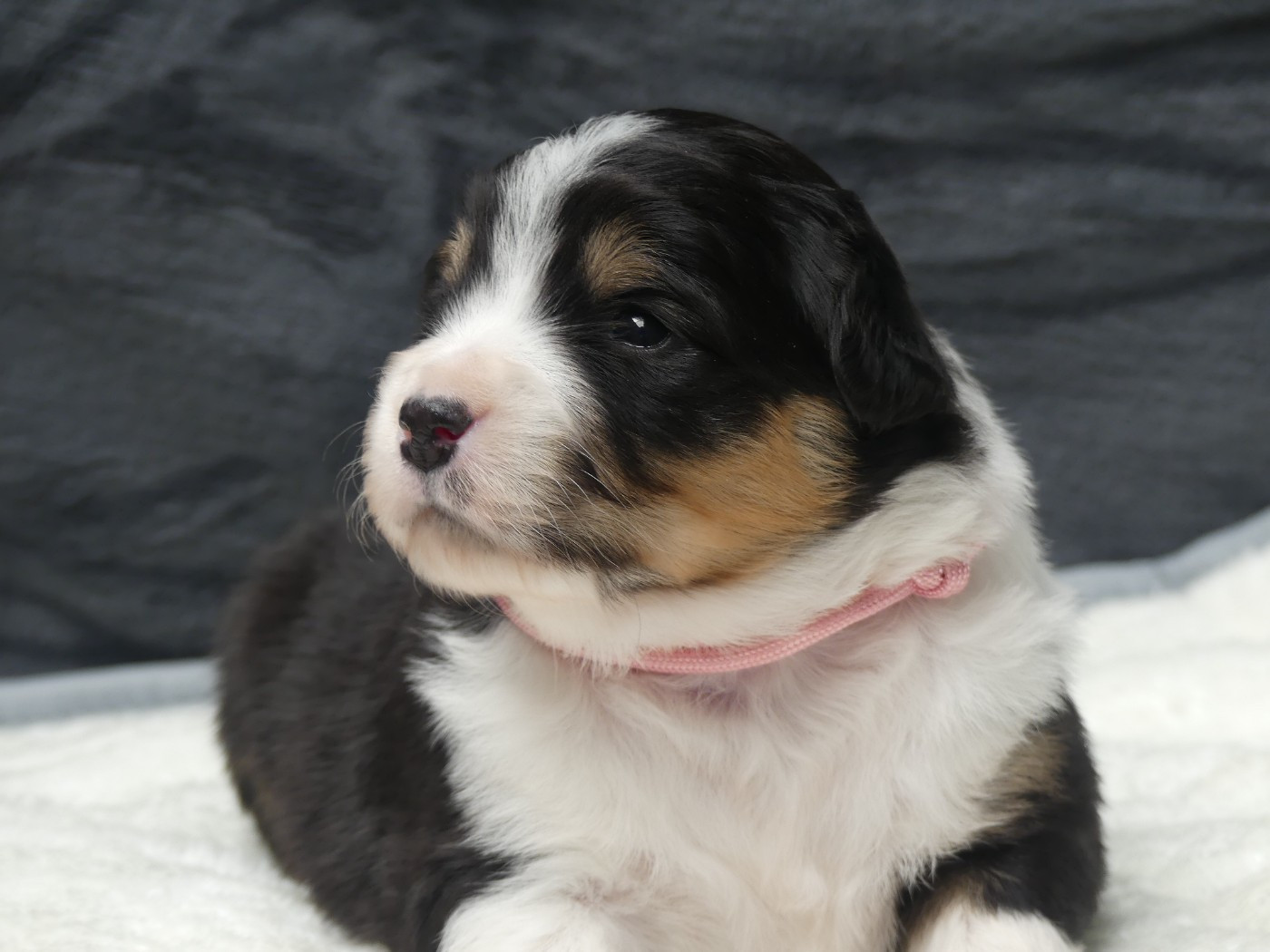 Delsass - Chiots disponibles - Berger Américain Miniature 