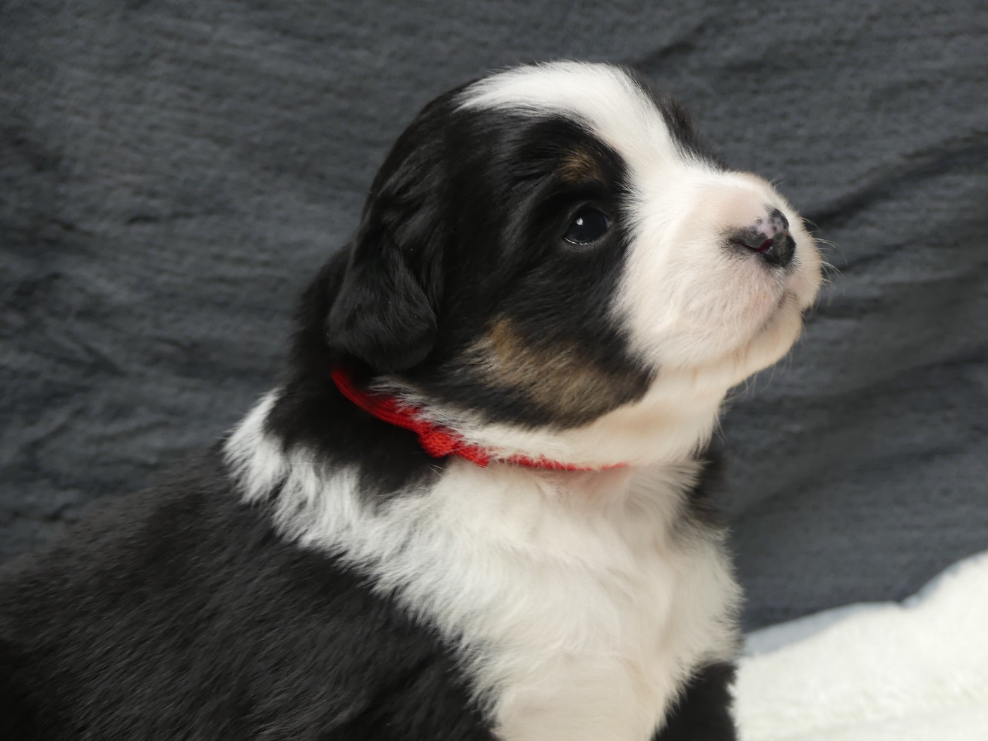 Delsass - Chiots disponibles - Berger Américain Miniature 