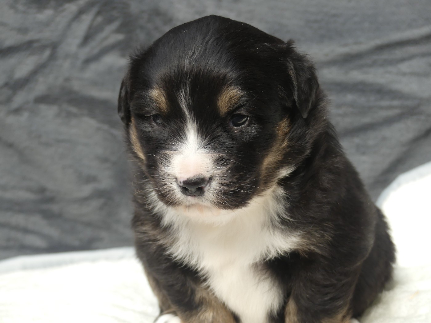 Delsass - Chiots disponibles - Berger Américain Miniature 