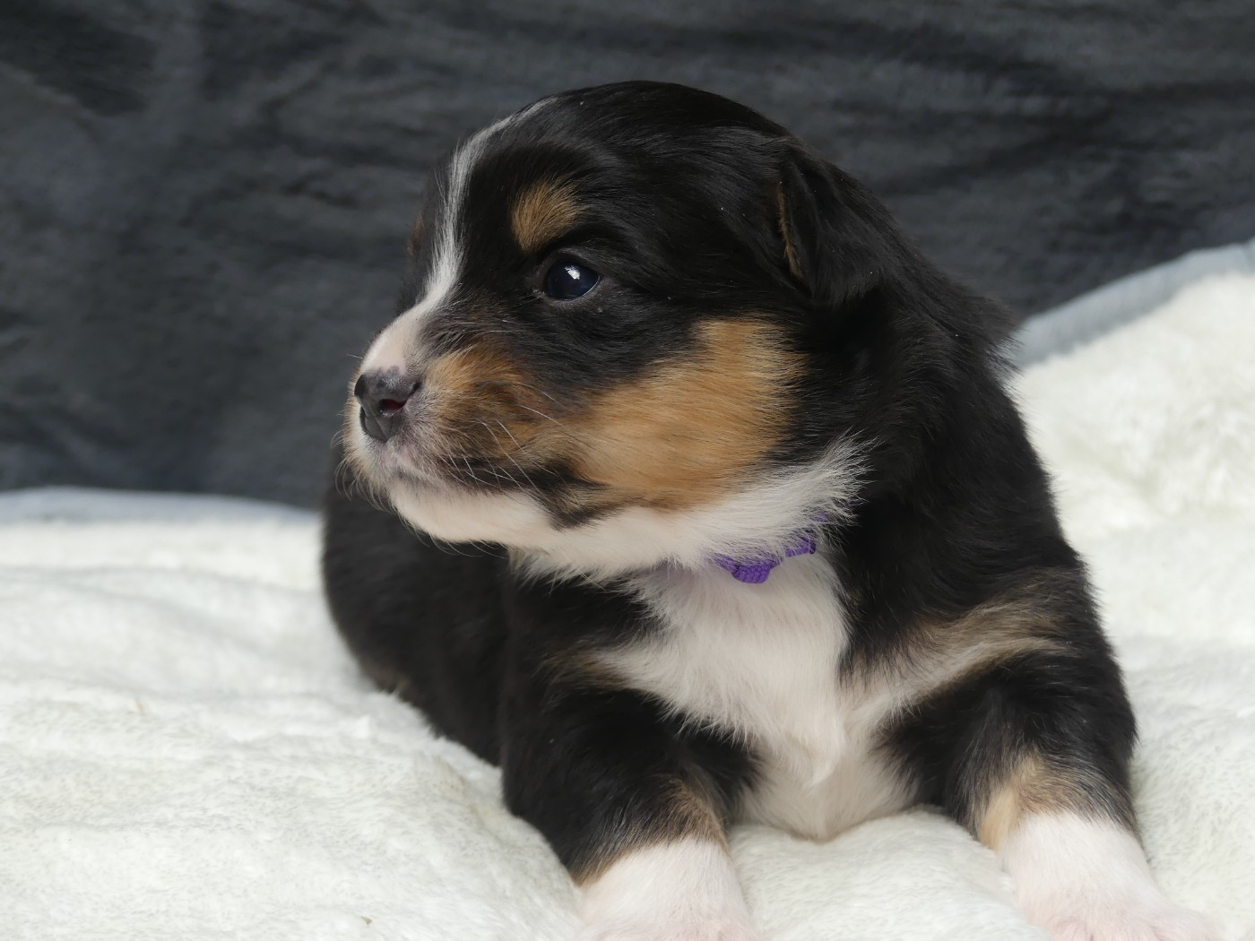 Delsass - Chiots disponibles - Berger Américain Miniature 