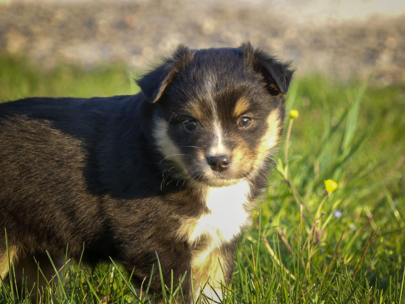 Delsass - Chiots disponibles - Berger Américain Miniature 