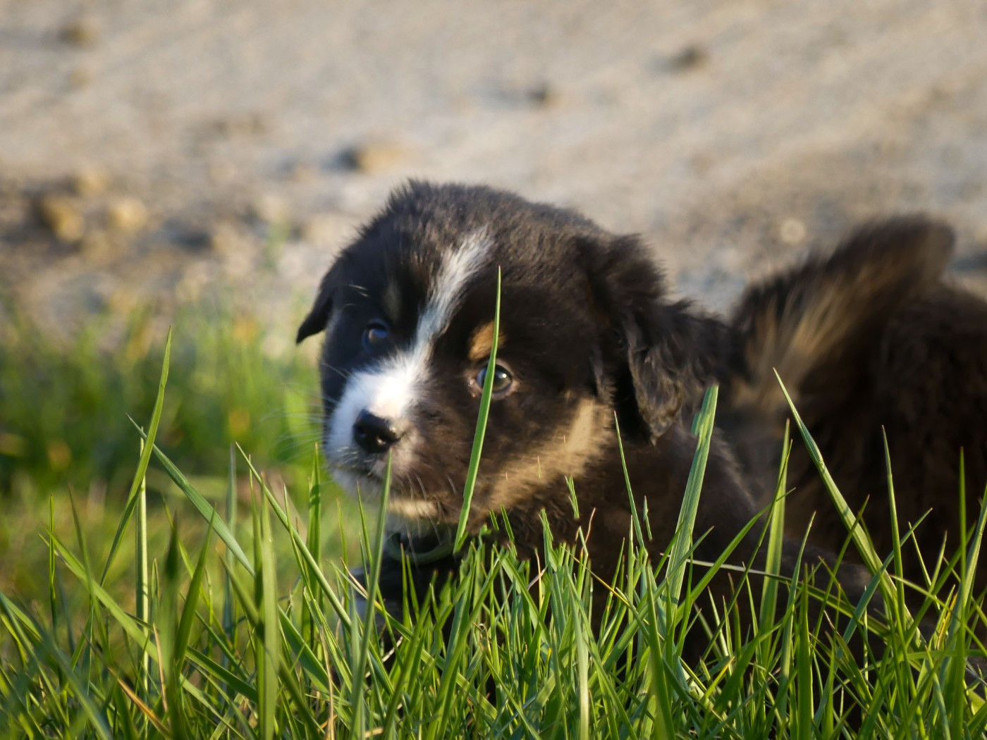 Delsass - Chiots disponibles - Berger Américain Miniature 