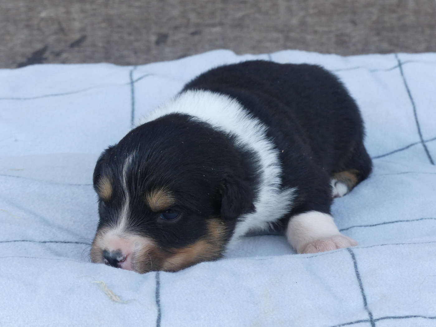 Delsass - Chiots disponibles - Berger Américain Miniature 