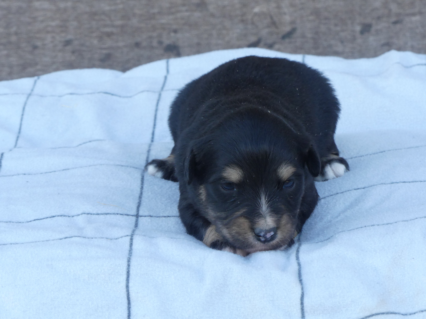 Delsass - Chiots disponibles - Berger Américain Miniature 