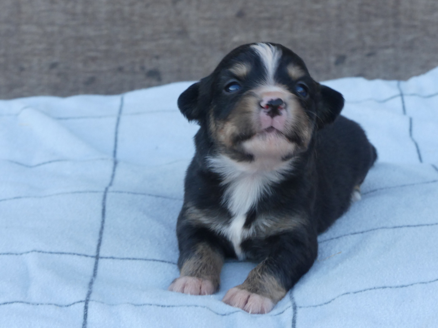 Delsass - Chiots disponibles - Berger Américain Miniature 