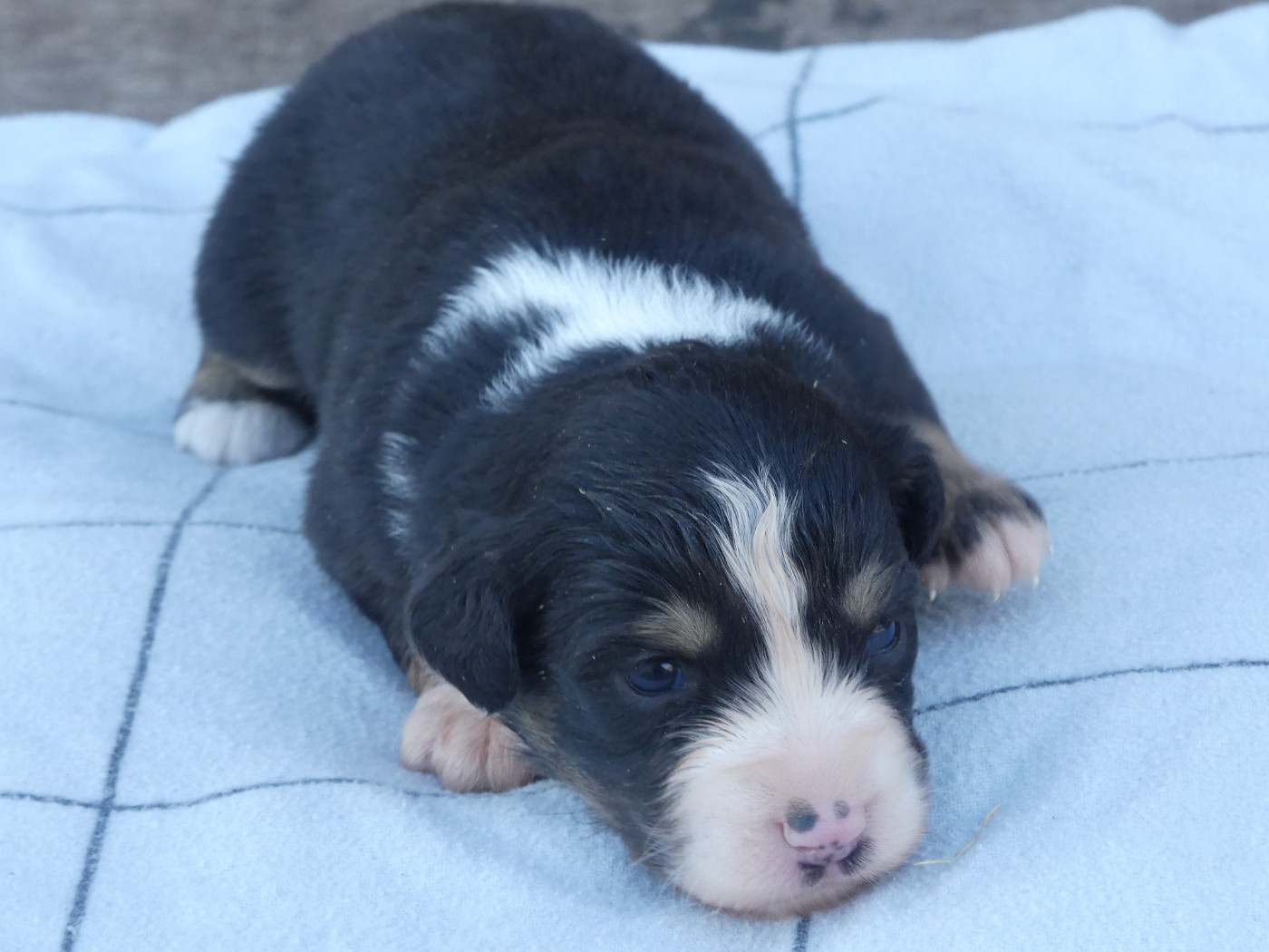 Delsass - Chiots disponibles - Berger Américain Miniature 