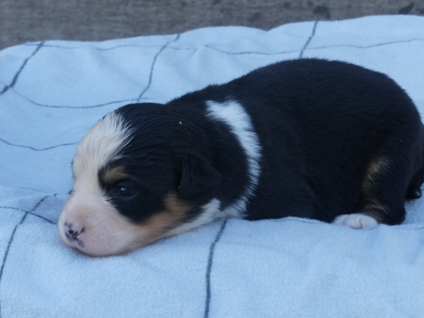 Delsass - Chiots disponibles - Berger Américain Miniature 