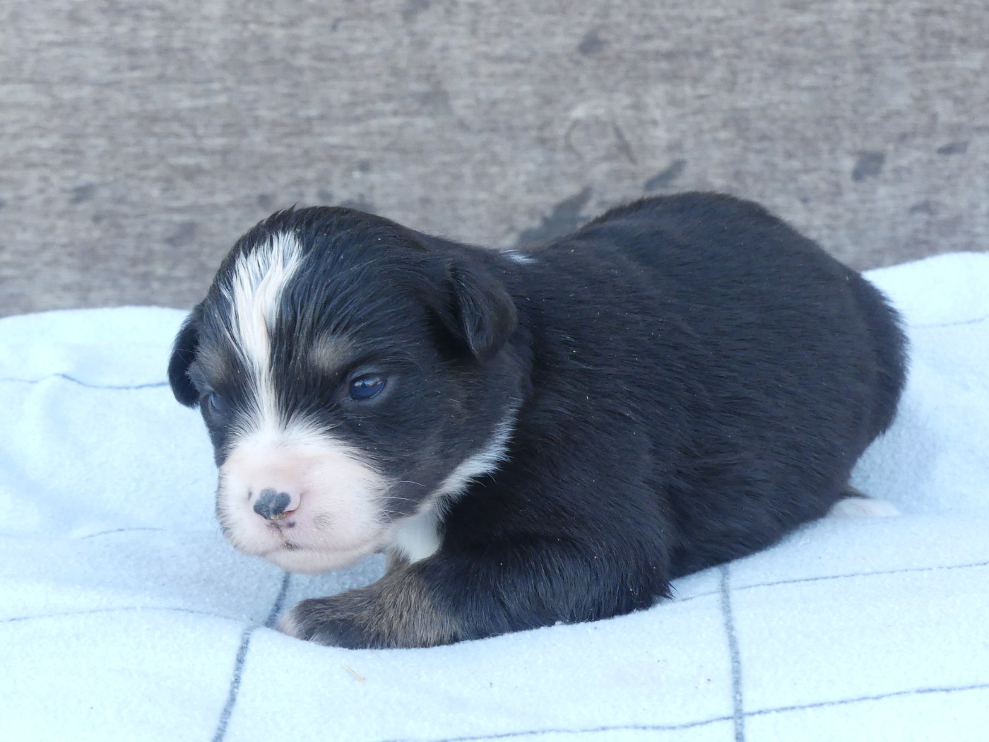 Delsass - Chiots disponibles - Berger Américain Miniature 