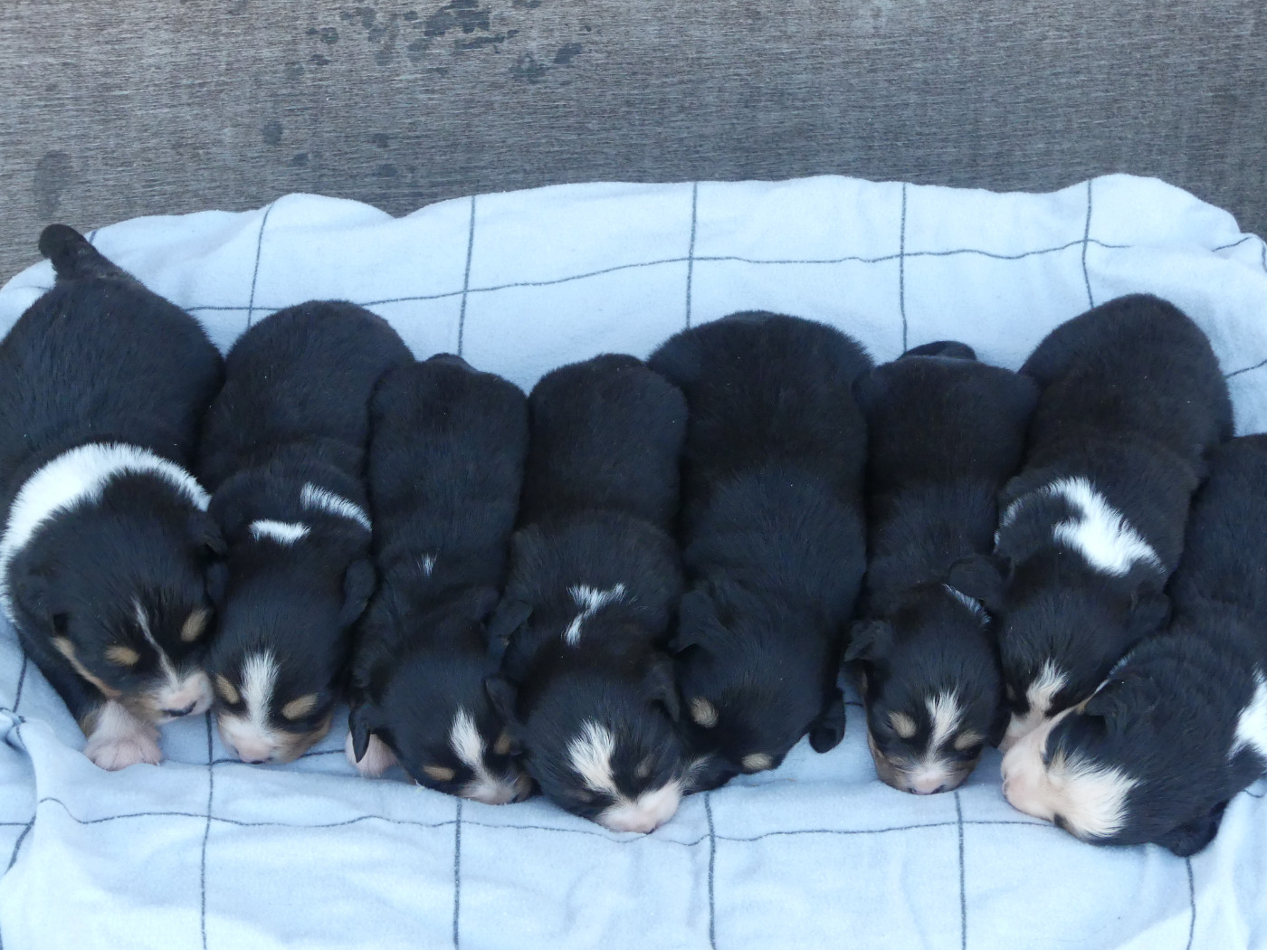 Chiot Berger Américain Miniature  Delsass