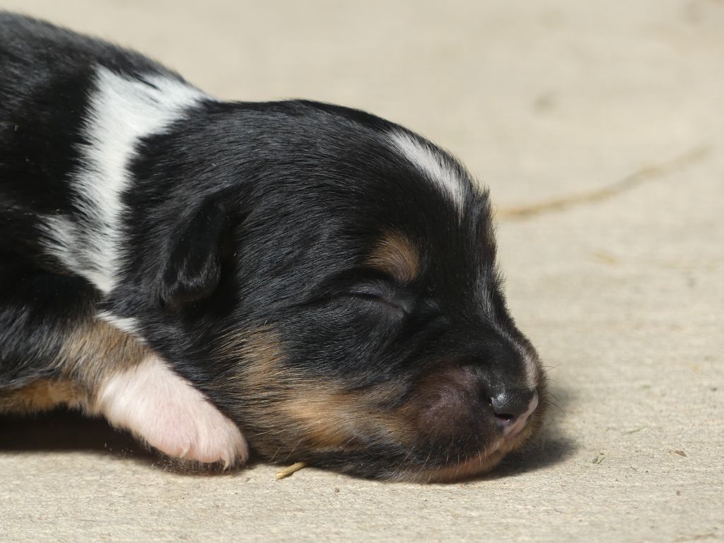 Delsass - Chiots disponibles - Berger Américain Miniature 