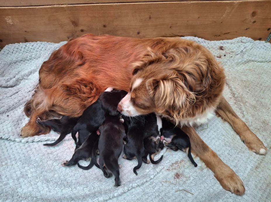 Chiot Berger Américain Miniature Delsass