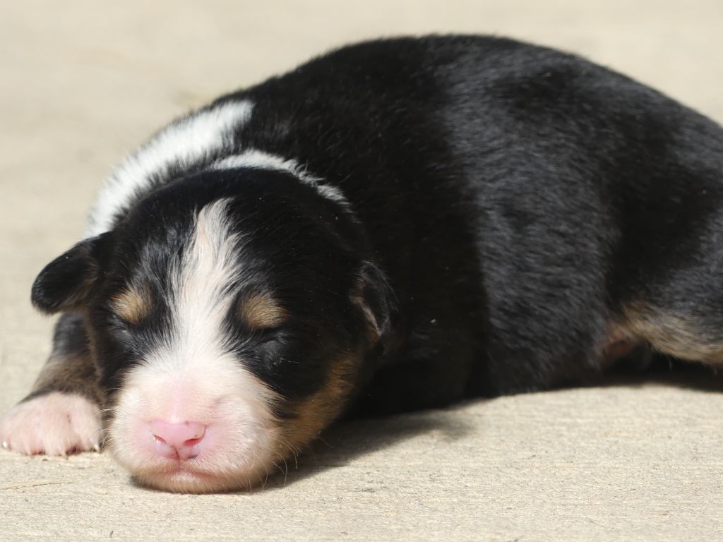 Delsass - Chiots disponibles - Berger Américain Miniature 