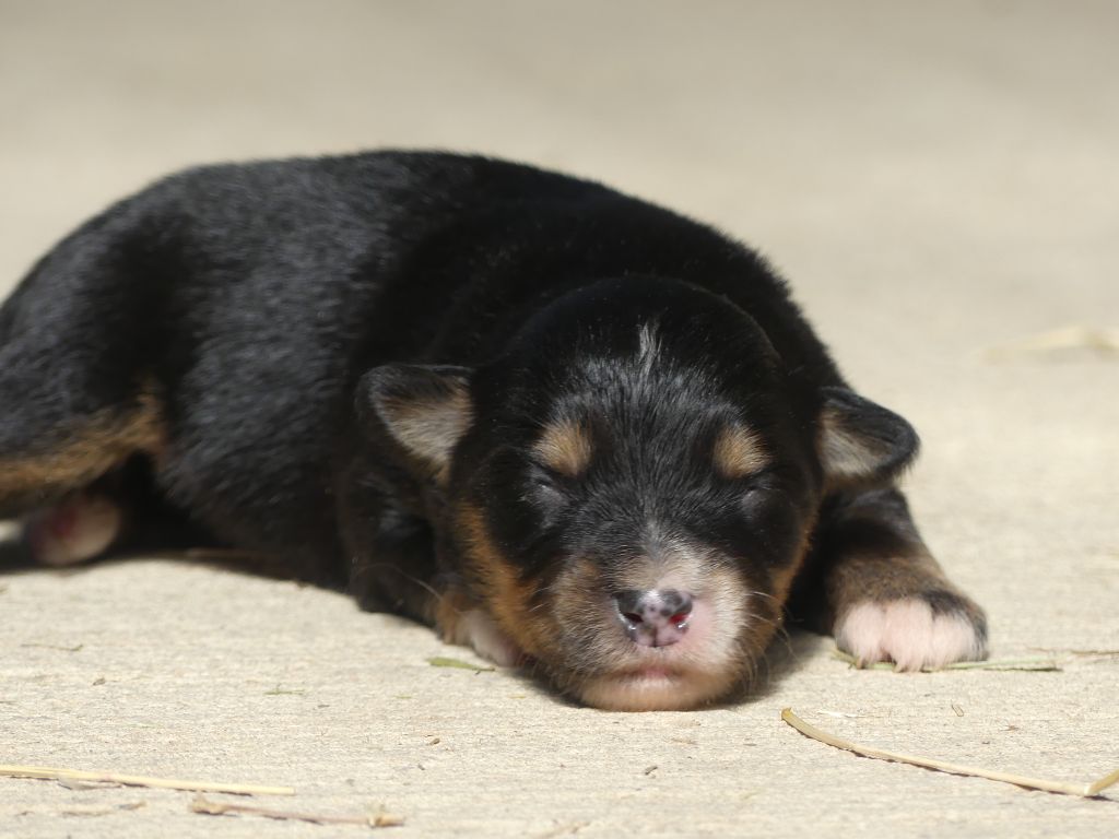 Delsass - Chiots disponibles - Berger Américain Miniature 