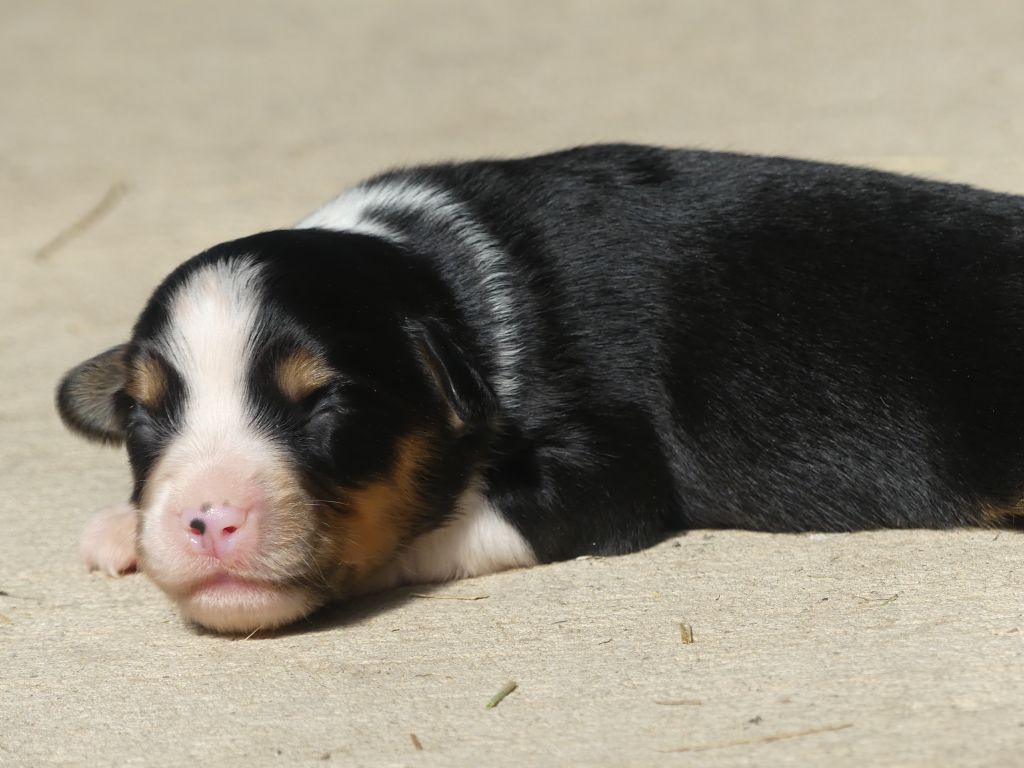 Delsass - Chiots disponibles - Berger Américain Miniature 