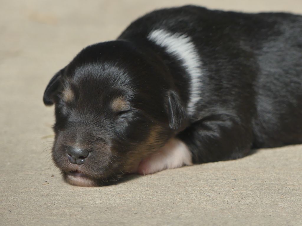 Delsass - Chiots disponibles - Berger Américain Miniature 