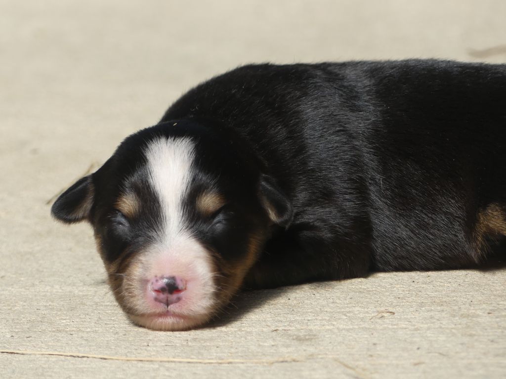 Delsass - Chiots disponibles - Berger Américain Miniature 